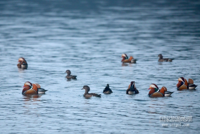 進(jìn)入初冬，大批野生鴛鴦陸續(xù)飛抵江西婺源縣賦春鎮(zhèn)鴛鴦湖越冬，小精靈們?cè)诤嫔匣蛳嗷ヒ蕾?、卿卿我我；或隨波逐流、嬉戲打鬧，悠閑自在生活在青山綠水之間，優(yōu)良的水域和豐富的湖畔闊葉林，為鴛鴦過冬提供良好生存環(huán)境，婺源鴛鴦湖已成為亞洲最大的野生鴛鴦越冬棲息地。（攝于12月4日下午）