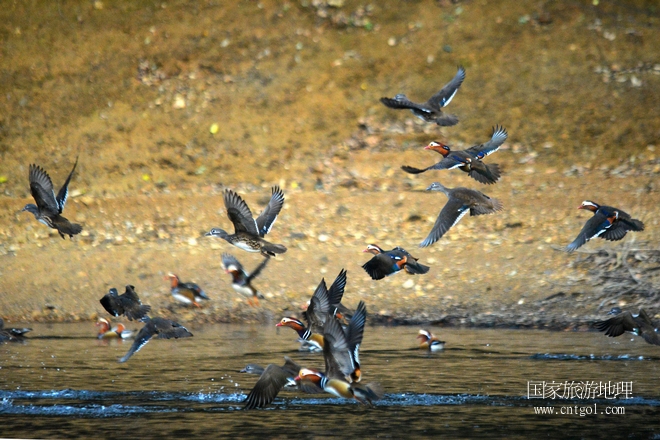 進(jìn)入初冬，大批野生鴛鴦陸續(xù)飛抵江西婺源縣賦春鎮(zhèn)鴛鴦湖越冬，小精靈們?cè)诤嫔匣蛳嗷ヒ蕾恕⑶淝湮椅?；或隨波逐流、嬉戲打鬧，悠閑自在生活在青山綠水之間，優(yōu)良的水域和豐富的湖畔闊葉林，為鴛鴦過冬提供良好生存環(huán)境，婺源鴛鴦湖已成為亞洲最大的野生鴛鴦越冬棲息地。（攝于12月4日下午）